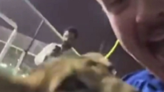 DDeux supporters anglais partis chercher des bi&egrave;res se retrouvent avec des lions (capture YouTube)