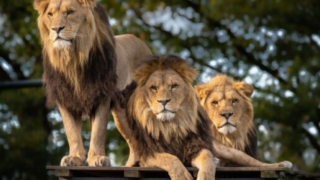 L'oroscopo del 22 novembre e le pagelle: Leone indeciso, voto 6.