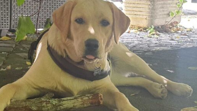 Sardegna, allevatore uccide un Labrador a colpi di fucile.