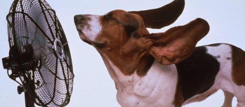 Como diminuir o calor dos animais no ver&atilde;o. (Arquivo Blasting News)