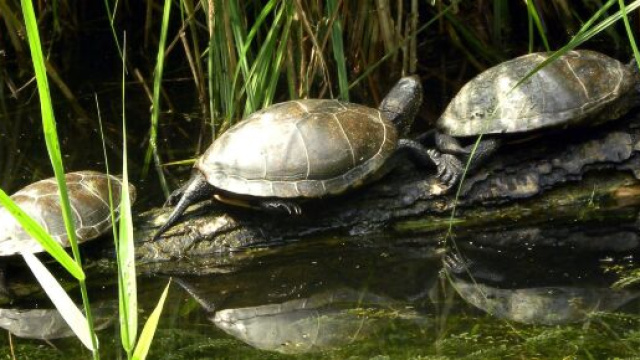 La tartaruga palustre europea &egrave; al centro del progetto di tutela dell'acqua campus natura.