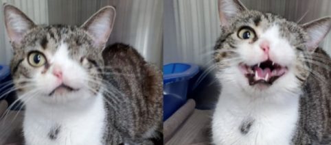 Un chat borgne avec une narine en voie d'adoption après avoir charmé internet
