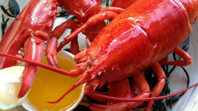 Medaglioni di aragosta alla favorita, un ottimo piatto unico.