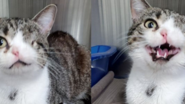 Un chat borgne avec une narine est en voie d'adoption apr&egrave;s avoir charm&eacute; internet - Source : capture d'&eacute;cran, Facebook