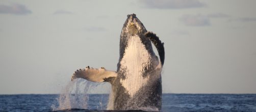 Como ver as Baleias Jubarte na Praia do Forte - Maior Viagem - maiorviagem.net