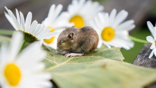 Oroscopo settimanale dal 14 al 20 marzo: Toro intuitivo, Cancro riflessivo