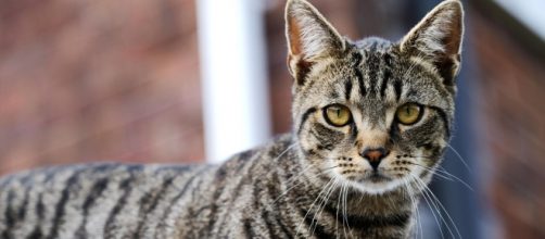 Curiosidades intrigantes sobre gatos. (Arquivo Blasting News)