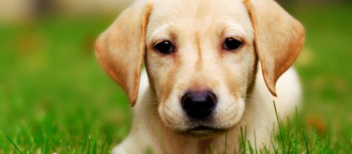 Curiosidades sobre cachorros. (Arquivo Blasting News)