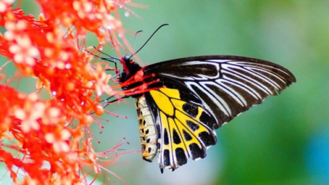 L'oroscopo di domani 24 marzo: alla grande Toro, Cancro e Leone (1^ parte)