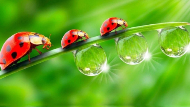 L'oroscopo e di domani 25 marzo: Urano mette 'le ali' al Toro, ottimo Gemelli (1&ordf; met&agrave;)