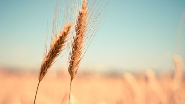 Spighe di grano, foto da Pixabay