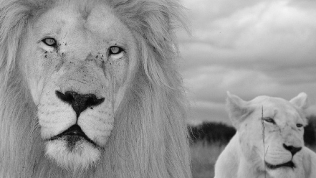 Oroscopo e classifica di mercoled&igrave; 30 marzo: amore flop per la Vergine, Leone creativo.