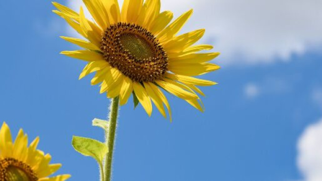 L'oroscopo settimanale al 13 marzo: Bilancia tra ritardi e imprevisti