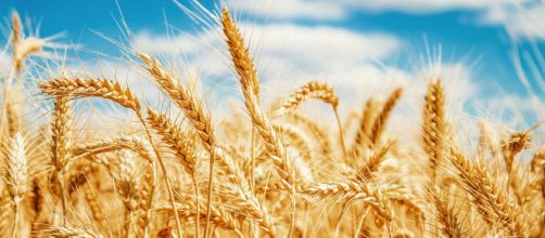 Com a crise na Ucr&acirc;nia, vem a pergunta na cabe&ccedil;a: o trigo brasileiro gerar&aacute; algum dia o p&atilde;o e o macarr&atilde;o brasileiro?