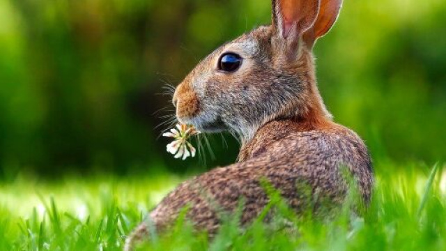 L'oroscopo settimanale fino al 17 aprile: Pasqua di pace per Cancro e Pesci
