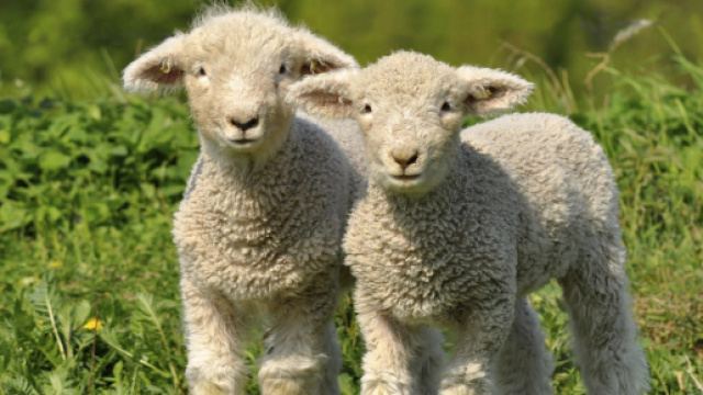 Agnelli, con l'avvicinarsi della Pasqua aumenta la macellazione.