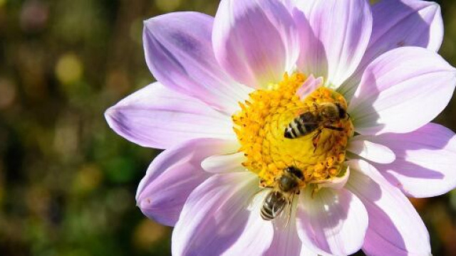 Api su un fiore in un campo. Foto Pixabay