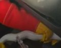 Hallan una pitón albina en el motor de un coche VTC tras oír ruidos extraños (Vídeo)