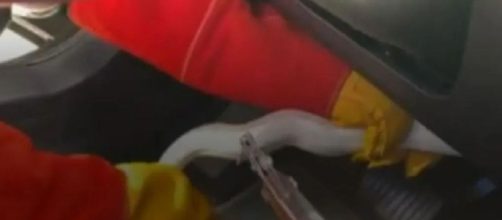 La pit&oacute;n albina fue rescatada por la Polic&iacute;a Municipal (Captura de Informativos Telecinco)