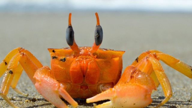 L'oroscopo di sabato 28 maggio con la valutazione giornaliera: Cancro voto 9.