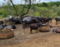 Caso dos búfalos de Brotas (SP): ativistas ganham tutela definitiva do rebanho