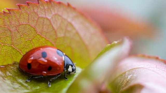 Previsioni astrologiche e pagelle di domenica 12 giugno: buone notizie per Ariete e Toro.