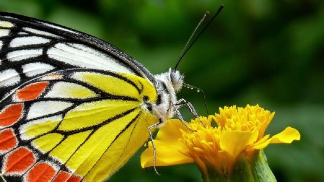 Previsioni zodiacali e pagelle di mercoled&igrave; 15 giugno: periodo d'oro per Toro e Capricorno.