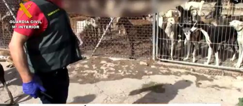Una imagen del operativo de rescate de los perros a los que se les extra&iacute;a la sangre hasta la muerte (Guardia Civil)