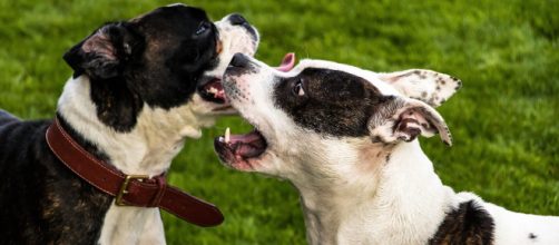 Perros de raza American Stanford como los que atacaron al beb&eacute; provoc&aacute;ndole graves lesiones en la cara (Pixabay)