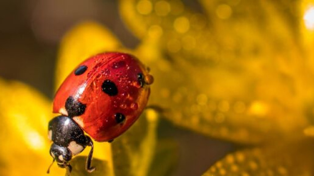 L'oroscopo del giorno 25 giugno: weekend vincente per Capricorno, bene Bilancia (2^ met&agrave;).