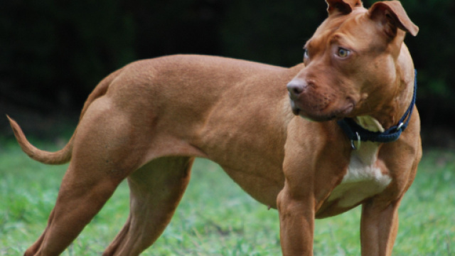 In foto un American Pit Bull Terrier.