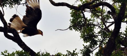 Começa a Semana Nacional do Meio Ambiente com foco no despertar para a conscientização