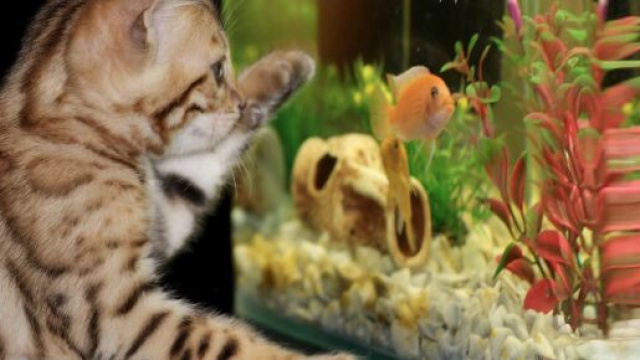 Oroscopo del 5 luglio: Acquario razionale e logico