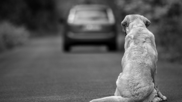 Animali abbandonati, prende il via la campagna di sensibilizzazione.