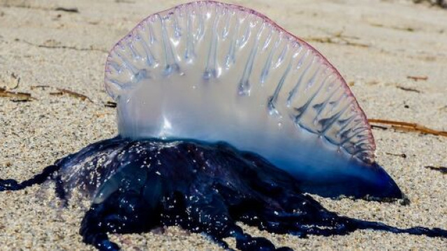 Una Caravella Portoghese, una specie rarissima di polpo velenosissimo che nei giorni scorsi ha morso una bagnante catanese