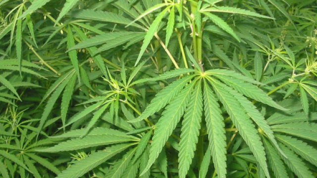 Scoperta dall'Arma dei Carabinieri una piantagione di cannabis in localit&agrave; Musa a Maletto, arresti domiciliari per un uomo di 64 anni