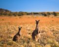 7 curiosità sull'Australia: appena nato il canguro, animale simbolo di questa terra, è microscopico