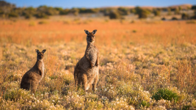 L'Australia, un mondo da scoprire che regala curiosit&agrave;.