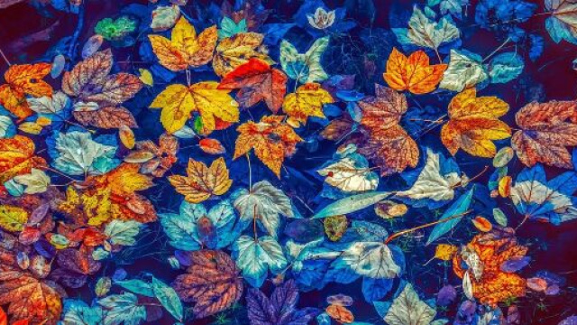 Oroscopo autunno 2022, dura prova per Sagittario, Gemelli affaccendati.