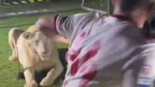 Coupe du monde au Qatar : Une s&eacute;ance photo entre un footballeur et un lion d&eacute;rape (capture YouTube)