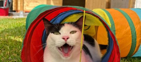 Casa Speranza, Paola Freni: 'Accolgo gatti disabili per offrire loro un futuro migliore'