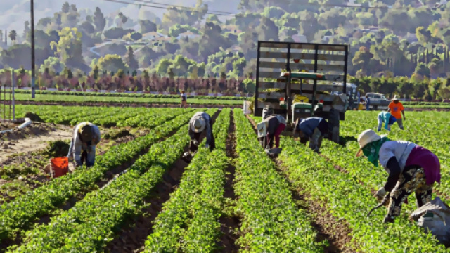 Dichiarazione di calamit&agrave; per i lavoratori agricoli.