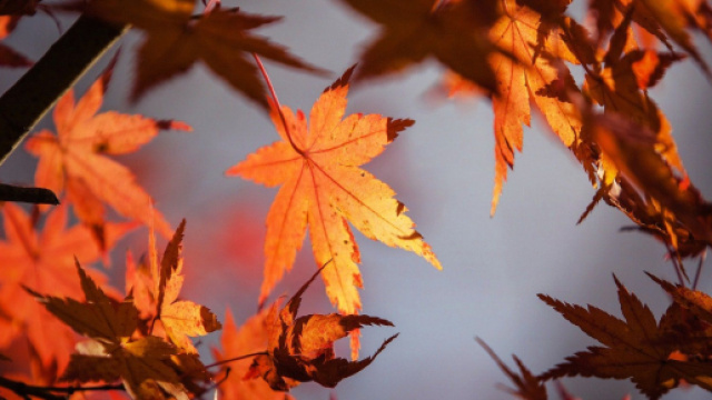 Oroscopo 14 ottobre 2023: la giornata dei segni zodiacali.