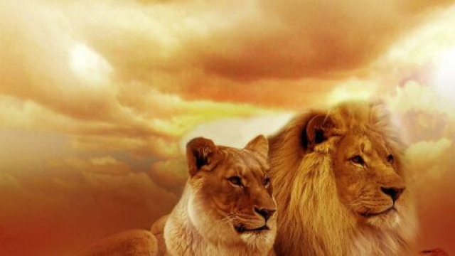 L'oroscopo settimanale dal 23 al 29 ottobre, vita di coppia e single: Leone intenso.