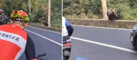 4 ciclistas vascos se topan con un oso en ruta por Transilvania (Vídeo)