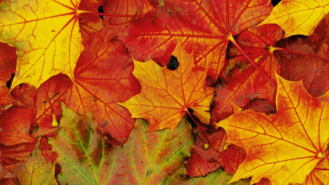 L'oroscopo e classifica di novembre 2023 per la fortuna.