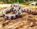 Canto de serpente é detectado em missão científica pela Amazônia brasileira