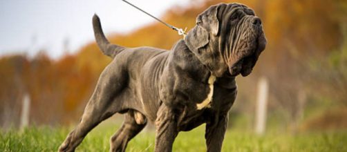 Entre los animales implicados en el ataque hab&iacute;a tres perros mastines y dos perros leoneses de careo (Pixabay)