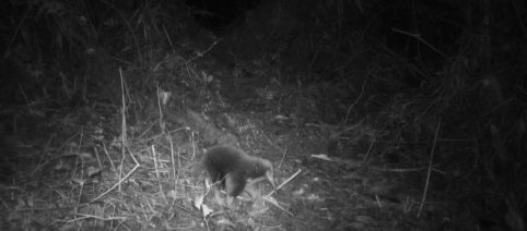 L'echidna dal becco lungo esiste ancora: avvistata in Indonesia dopo 60 anni