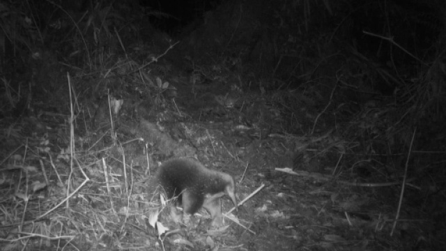 Indonesia, avvistato dopo 60 anni l'echidna di Attenborough Sky TG24 - sky.it